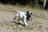 BOULEDOGUE FRANCAIS 193
